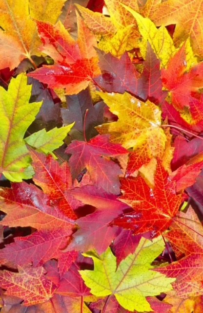 AUTUMN