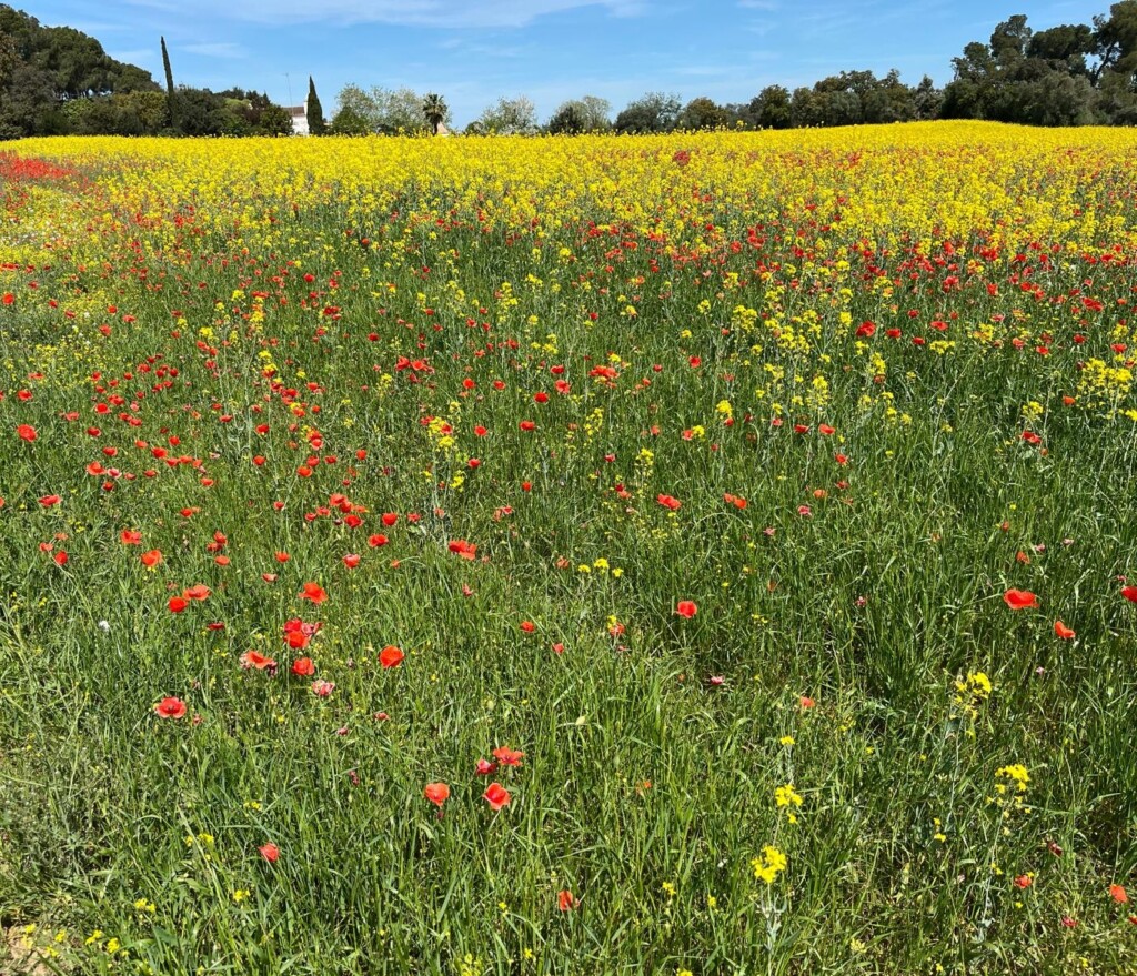Bravas Walk – Karin and Jürgen’s Rupià Ramble